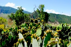 Prickly pear, Palazzo Adriano