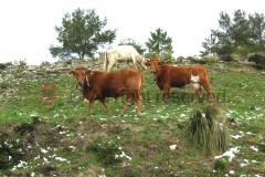 Pasture, Palazzo Adriano